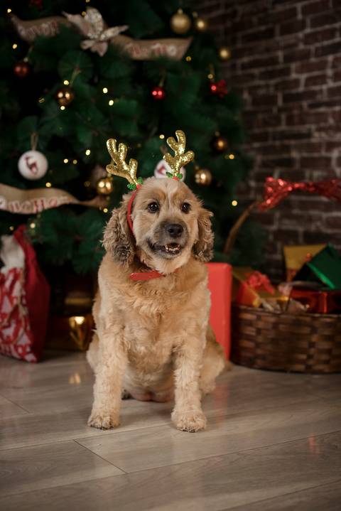 sesiones familiares la paz bolivia, fotografia familia, fotografo de familia la paz bolivia, sesiones navideñas, mini sesiones, navidad 2022'