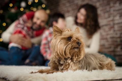 sesiones familiares la paz bolivia, fotografia familia, fotografo de familia la paz bolivia, sesiones navideñas, mini sesiones, navidad 2022'