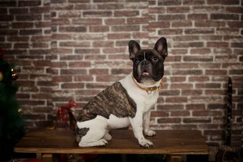 sesiones familiares la paz bolivia, fotografia familia, fotografo de familia la paz bolivia, sesiones navideñas, mini sesiones, navidad 2022'