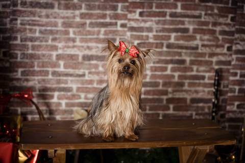 sesiones familiares la paz bolivia, fotografia familia, fotografo de familia la paz bolivia, sesiones navideñas, mini sesiones, navidad 2022'