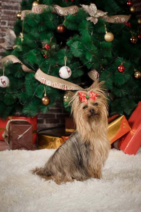 sesiones familiares la paz bolivia, fotografia familia, fotografo de familia la paz bolivia, sesiones navideñas, mini sesiones, navidad 2022'
