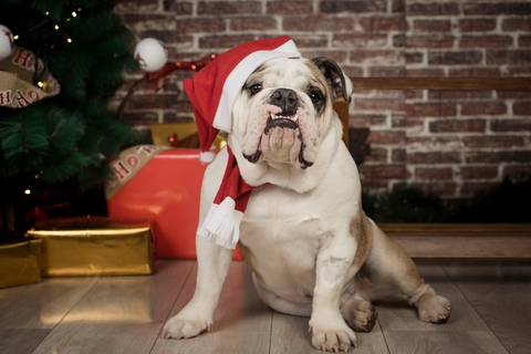 sesiones familiares la paz bolivia, fotografia familia, fotografo de familia la paz bolivia, sesiones navideñas, mini sesiones, navidad 2022'