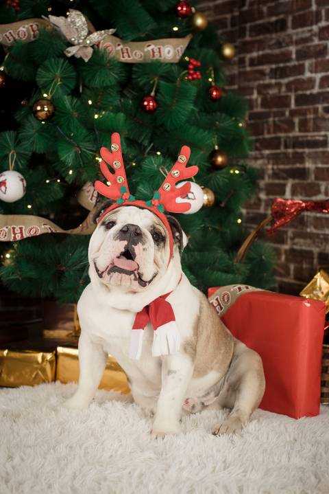 sesiones familiares la paz bolivia, fotografia familia, fotografo de familia la paz bolivia, sesiones navideñas, mini sesiones, navidad 2022'
