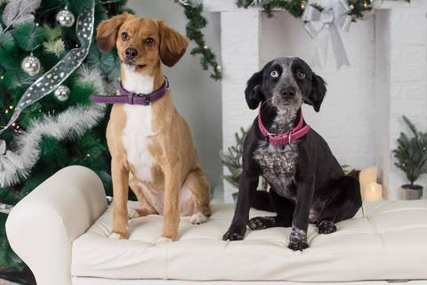 fotografía de navidad, fotografo de familias la paz bolivia, familia boliviana , navidad, mini sesiones navideñas, fotos navideñas'