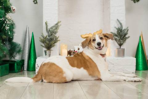 fotografía de navidad, fotografo de familias la paz bolivia, familia boliviana , navidad, mini sesiones navideñas, fotos navideñas'