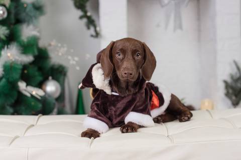 fotografía de navidad, fotografo de familias la paz bolivia, familia boliviana , navidad, mini sesiones navideñas, fotos navideñas'