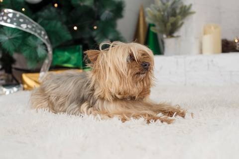 fotografía de navidad, fotografo de familias la paz bolivia, familia boliviana , navidad, mini sesiones navideñas, fotos navideñas'