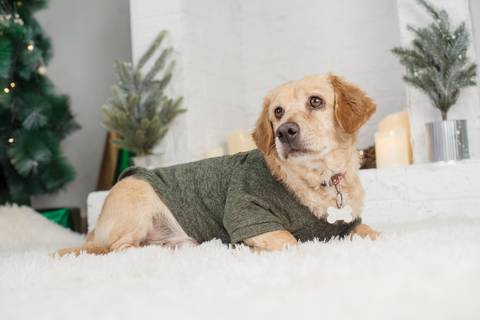 fotografía de navidad, fotografo de familias la paz bolivia, familia boliviana , navidad, mini sesiones navideñas, fotos navideñas'