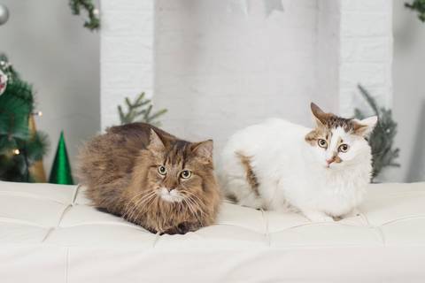 fotografía de navidad, fotografo de familias la paz bolivia, familia boliviana , navidad, mini sesiones navideñas, fotos navideñas'