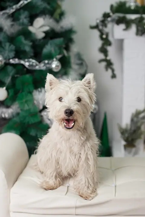 fotografía de navidad, fotografo de familias la paz bolivia, familia boliviana , navidad, mini sesiones navideñas, fotos navideñas'