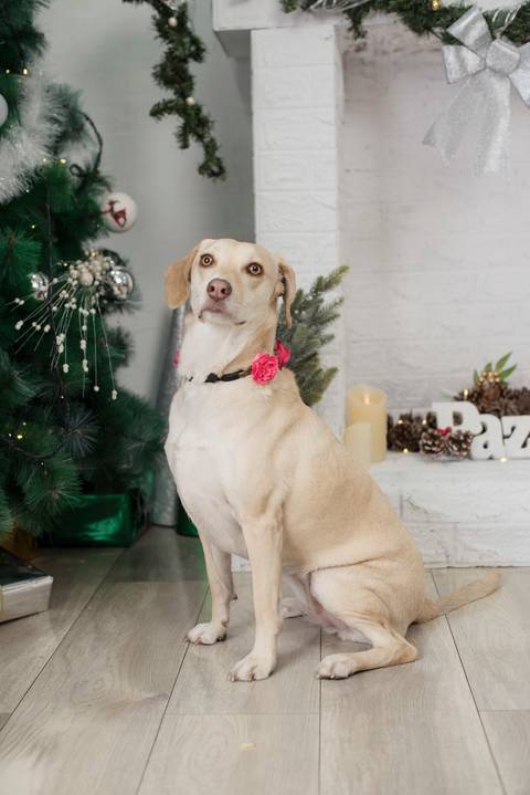 fotografía de navidad, fotografo de familias la paz bolivia, familia boliviana , navidad, mini sesiones navideñas, fotos navideñasfotografía de navidad, fotografo de familias la paz bolivia, familia boliviana , navidad, mini sesiones navideñas, fotos navi'