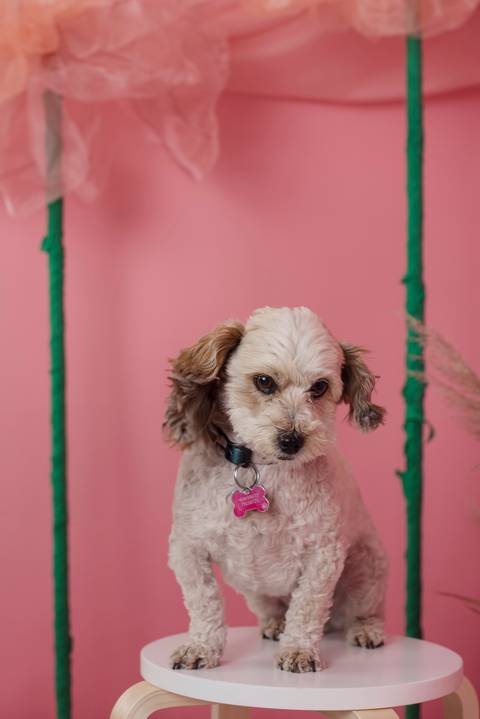 mini sesiones de fotografía, dia de la madre, sesiones familiares, fotografo de familias La Paz Bolivia , Pkl Fotografía '