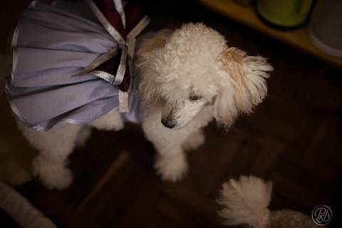Fotografia de bodas Bolivia, Detalles'