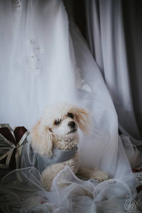 Fotografia de bodas Bolivia, Mascotas'