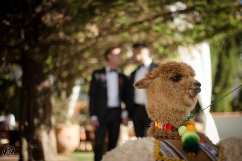 Novios Boda , Fotografia de bodas La Paz Bolivia Gay Wedding Hotel dm andino llama'
