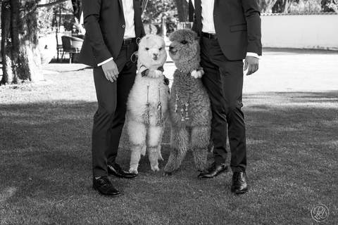 Novios Boda , Fotografia de bodas La Paz Bolivia Gay Wedding Hotel dm andino llama'