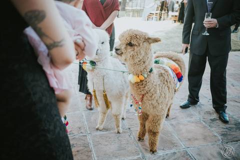 Novios Boda , Fotografia de bodas La Paz Bolivia Gay Wedding Hotel dm andino llama'