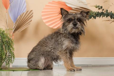 fotografia de familias, la paz boliva, pkl fotografia, familia bolivia'