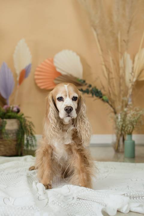 fotografia de familias, la paz boliva, pkl fotografia, familia bolivia'