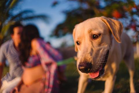 Labrador na ilha de paqueta. Ensaio Gestante no Rio de Janeiro.'