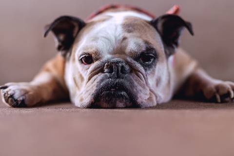 Storytelling casamento estancia boa vista ribeirão preto casamento no campo casamento ao ar livre casamento no por do sol fotografo de casamento em ribeirao preto fotografia de casamento ribeirao preto'