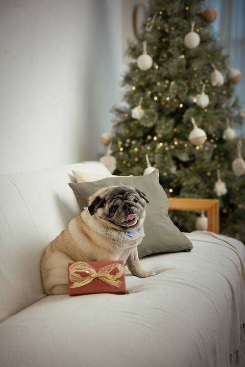 kikarodrigues-guarulhos-ensaio-natal-estudio-marrom-classico-boho-luxo-elegante-preto-branco-familia-bebe-crianca-papainoel-presente'