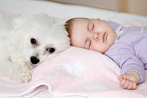 Ensaio Fotográfico Pet e Bebê
Cão Maltês branco cuidando bebê dormindo
Fotografia de pets na Casa da Família 
Fotos Profissionais de Animais
Fotógrafas Gabriella Arruda e Ana Hochheim
Estúdio Gabi Fotografia
São Paulo - SP
www.gabi.fot.br
www.anah.fot.br'