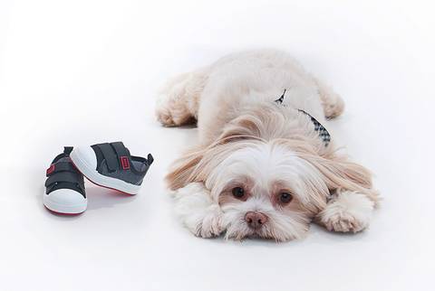 Ensaio Fotográfico Pet
Cachorro Shih Tzu branco com tênis de bebê
Fotografia de pets em Estúdio 
Fotos Profissionais de Animais
Fotógrafas Gabriella Arruda e Ana Hochheim
Estúdio Gabi Fotografia
São Paulo - SP
www.gabi.fot.br
www.anah.fot.br'