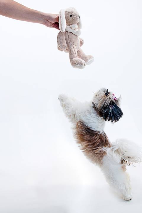 Ensaio Fotográfico Pet
Cão Maltês pulando para pegar coelho de pelúcia
Fotografia de pets em Estúdio 
Fotos Profissionais de Animais
Fotógrafas Gabriella Arruda e Ana Hochheim
Estúdio Gabi Fotografia
São Paulo - SP
www.gabi.fot.br
www.anah.fot.br'