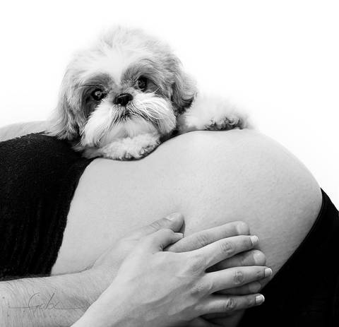 Ensaio Gestante com Pet
Fotografia em Estúdio Fotográfico com  cão,
Close barriga gestante com cachorro Maltês
Foto Gravidez Pet Friendly
Fotógrafa Gabriella Arruda
Estúdio Gabi Fotografia
São Paulo - SP
www.gabi.fot.br'