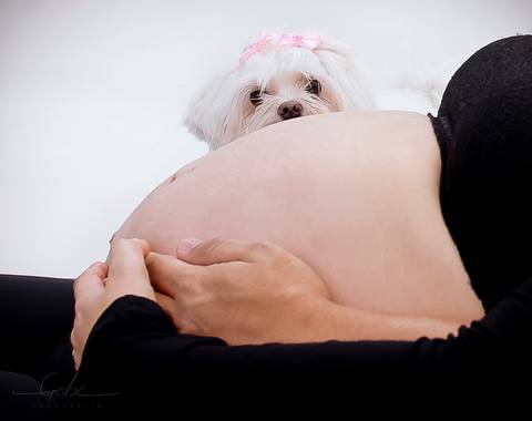 Ensaio Gestante com Pet
Fotografia em Estúdio Fotográfico com  cão,
Close barrida de grávida com cachorro Maltês
Foto Gravidez Pet Friendly
Fotógrafa Gabriella Arruda
Estúdio Gabi Fotografia
São Paulo - SP
www.gabi.fot.br'