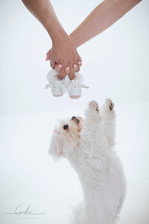Ensaio Gestante com Pet
Fotografia em Estúdio Fotográfico com  cão,
Cachorro Maltês e sapatinho do bebê
Foto Gravidez Pet Friendly
Fotógrafa Gabriella Arruda
Estúdio Gabi Fotografia
São Paulo - SP
www.gabi.fot.br'