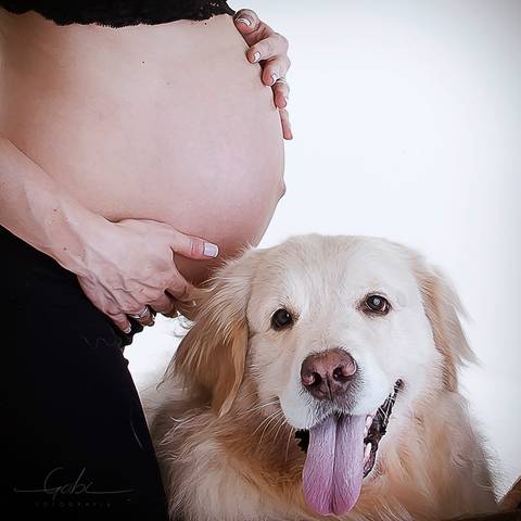Ensaio Gestante com Pet
Close barriga gestante com cão Golden
Fotografia de gestante em estudio
Grávida 36 semanas
Fotógrafa Gabriella Arruda
Estúdio Gabi Fotografia
São Paulo - SP
www.gabi.fot.br'