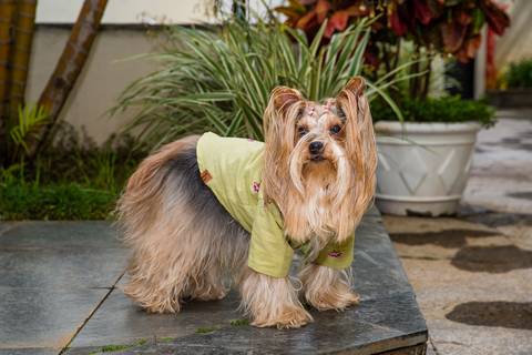 Registro-Fotográfico-de-Pet'