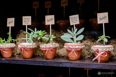 suculentas na festa'