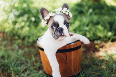 Filhote de cadela, ensaio pet, Brasilia'