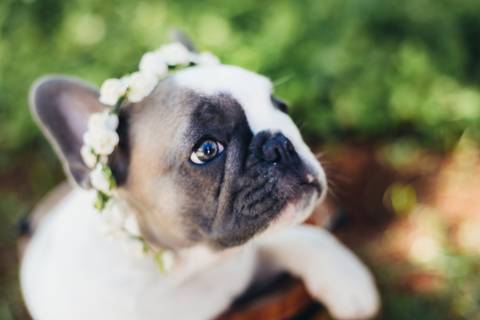 Ensaio Pet Brasilia, Newbirn Pet'