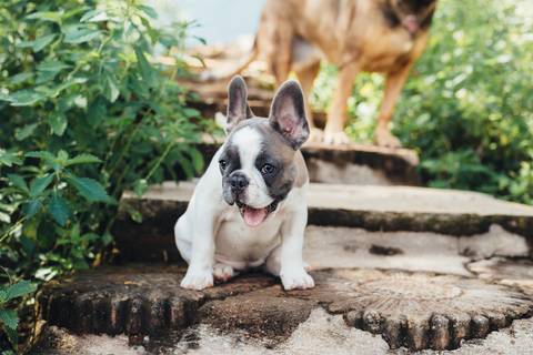 Ensaio lifestyle Brasilia, Ensaio Pet'