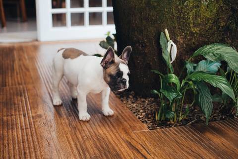 Ensaio Pet em Brasilia'