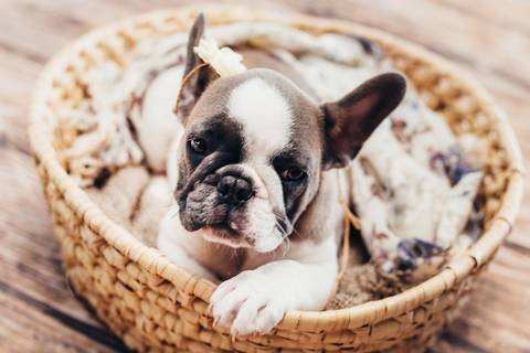 Pet em ensio fotografico Brasilia, lifestyle, Gabi Aine'