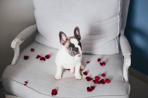 Ensaio Pet em águas claras, DF'