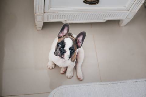 Ensaio lifestyle Pet'