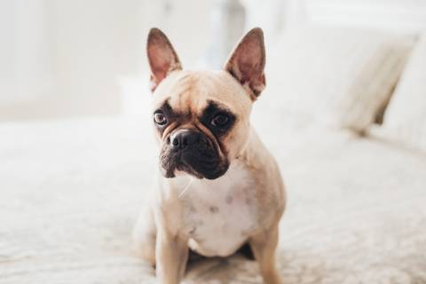 Ensaio Pet lifestyle em Brasilia, Gabi Aine'