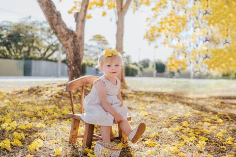 Ipê amarelo Brasília'