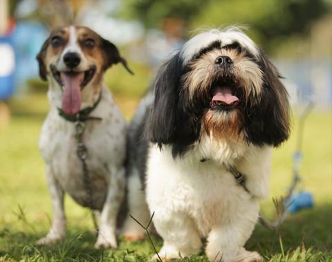 FotoShihTzu-Xitsu-FotografiaDog-FotoPet-EnsaioFotograficoPet-FotosAbc-SantoAndre-SaoBernardo-Sp_SãoPaulo-FotografoPet-Abc'