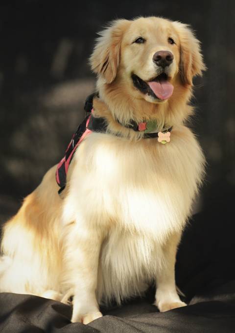 LabradorFotoCachorroLabradorGoldenCelsoVickFotografoCachorro-FotografiaPetAbc-SãoPaulo-Sp-LabradorGolden'