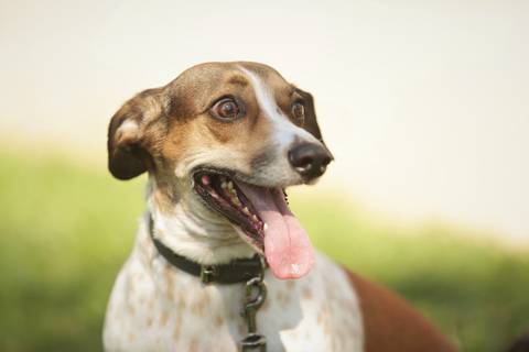 FotoFamiliaPet-Dog-CachorroEnsaioFotoDebixosFotografiaDeCachorrosCelsoVick'