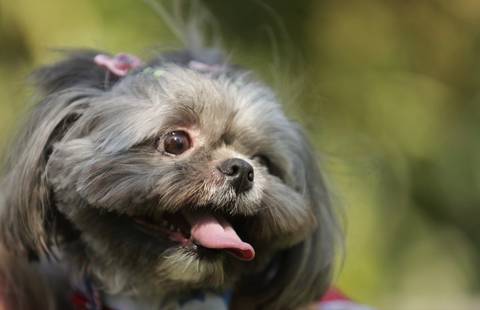 FotoDeShihTzu-FotoXitsu-FotografiaCachorro-Dog-Bixo-CelsoVickFotografoDog-Pet'