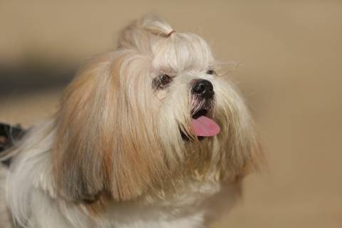 FotoShihTzu-Xitsu-FotografiaDog-FotoPet-EnsaioFotograficoPet-FotosAbc-SantoAndre-SaoBernardo-Sp_SãoPaulo-FotografoPet-Abc'