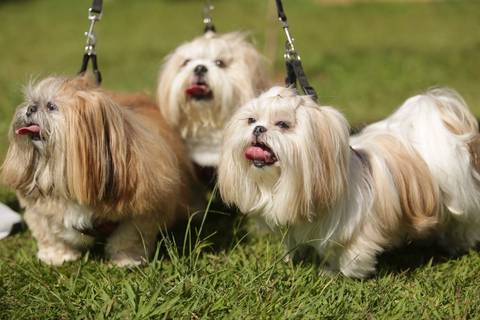 ShitZu-FotoXitisu-FotografiaPet-Dog-FotoCachorro-EnsaioPet-Abc-Parques-Sp-SaoCaetano-SantoAndre'